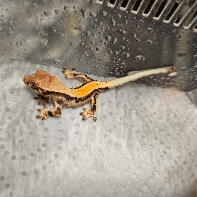 릴리 세이블