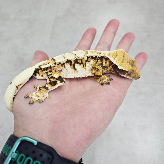 트라이 화이트핀 텐저린