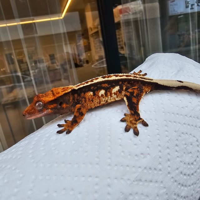 트라이 풀핀 텐저린