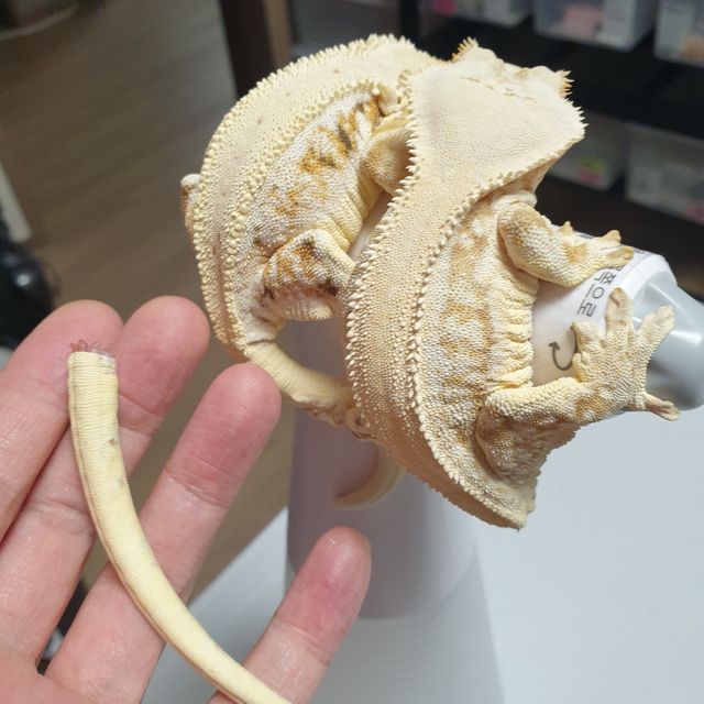 릴리화이트