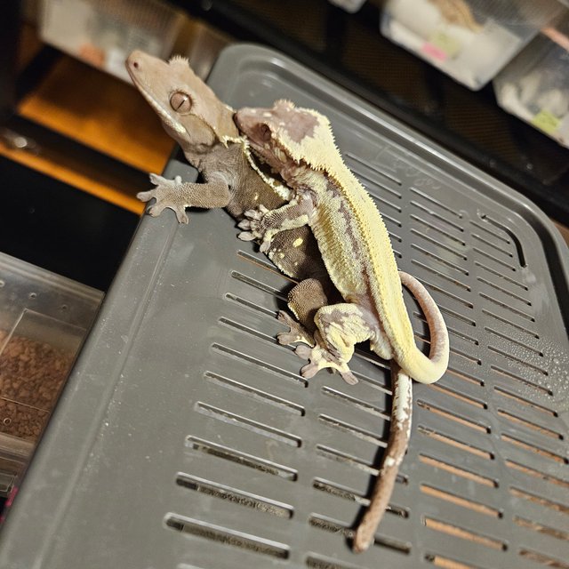 릴리 세이블 100%헷아잔틱