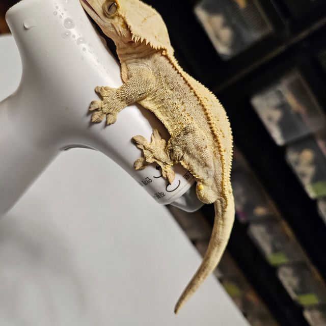 트라이