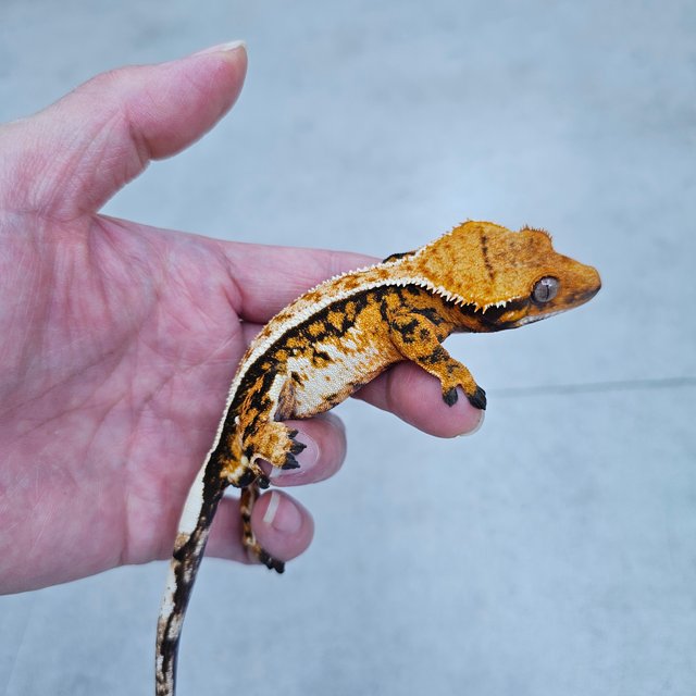 노멀 트라이 풀핀