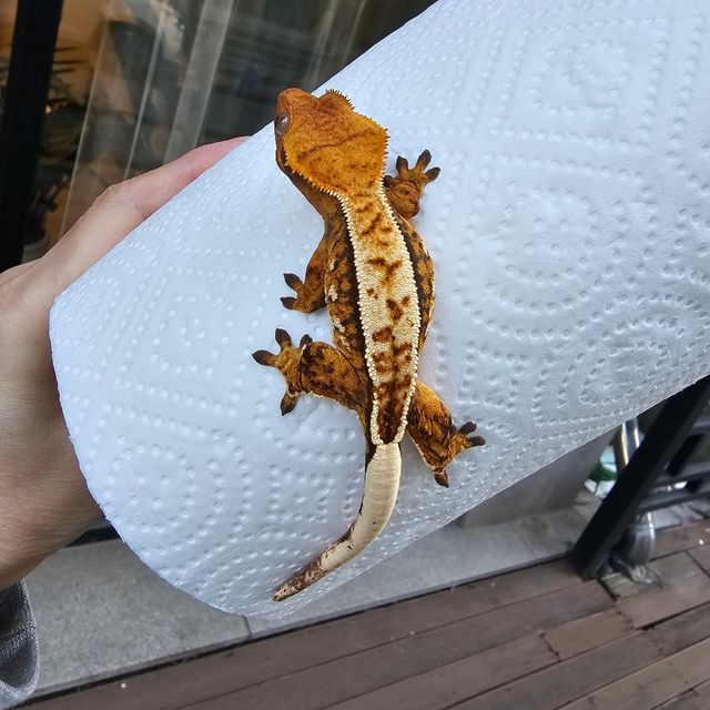 트라이 풀핀 텐저린