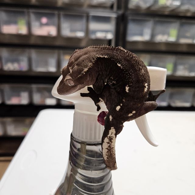 아잔틱