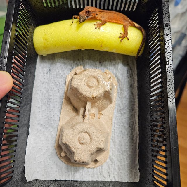 카푸치노