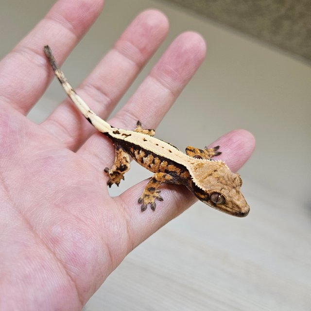 세이블