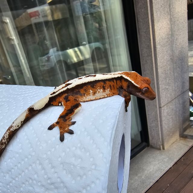 세이블