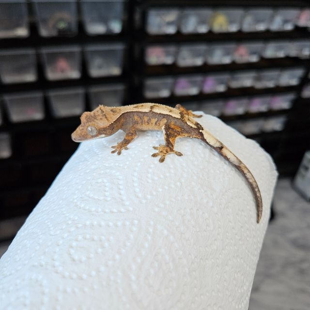 세이블
