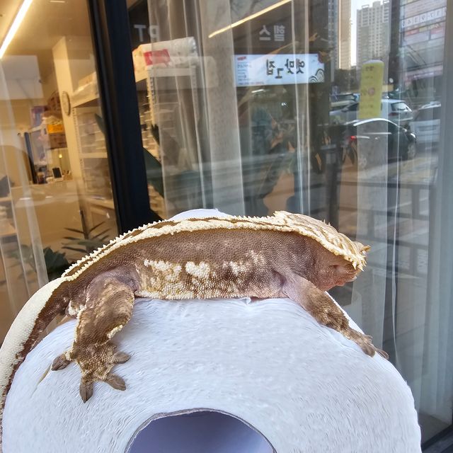 트라이 텐저린