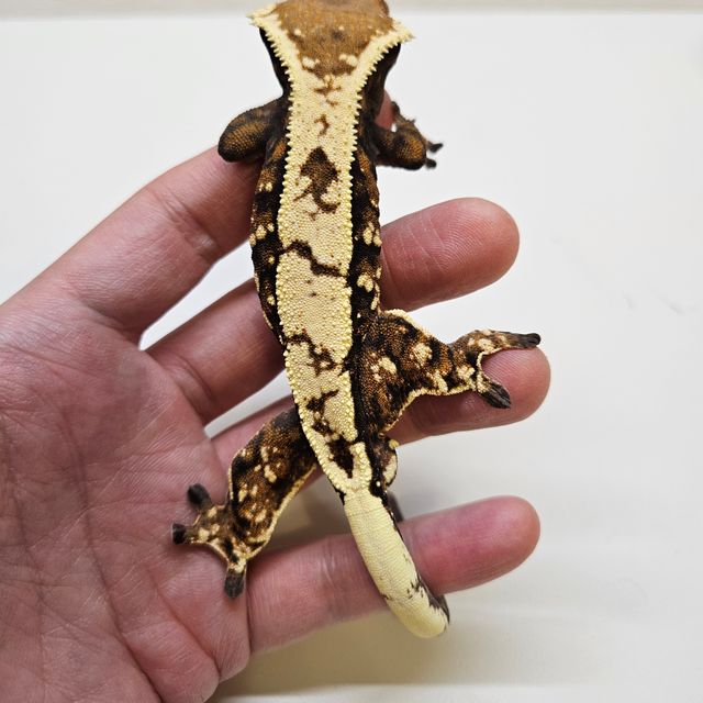 세이블
