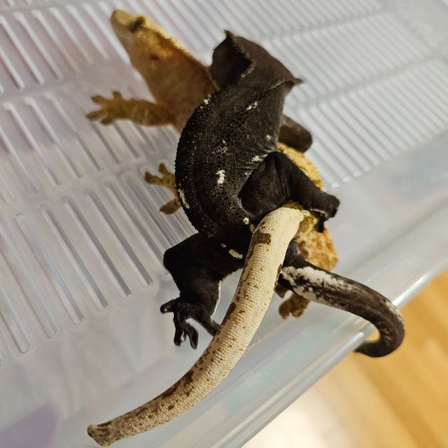 아잔틱