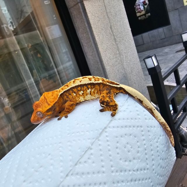 트라이 풀핀 텐저린