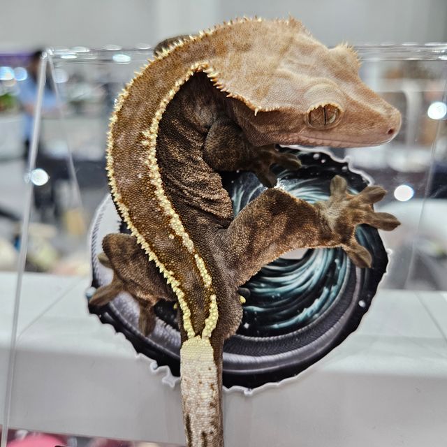 카푸치노