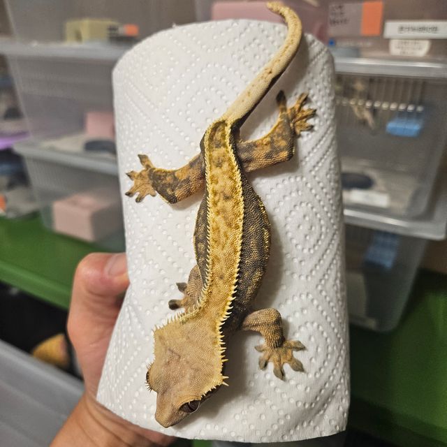 트라이 쿼드 풀핀