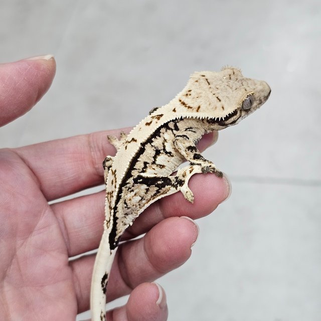 트라이 화이트핀 텐저린