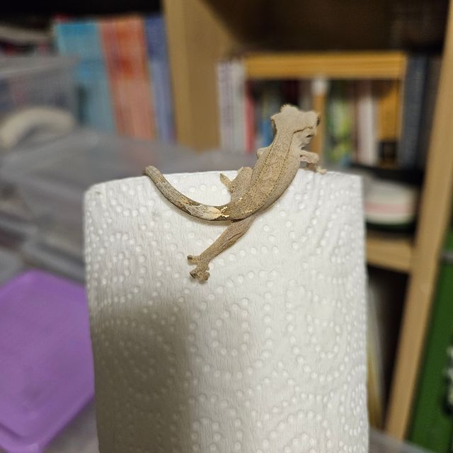 카푸치노