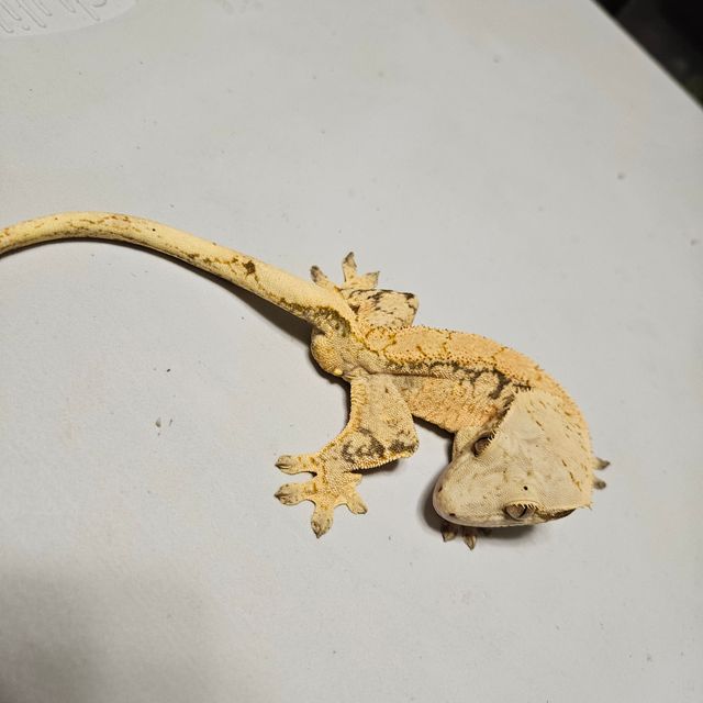 트라이