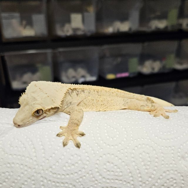 트라이 화이트 화이트스팟