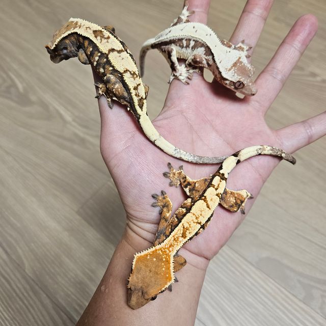 세이블