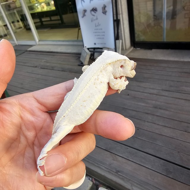 릴리화이트 솔리드백 풀핀