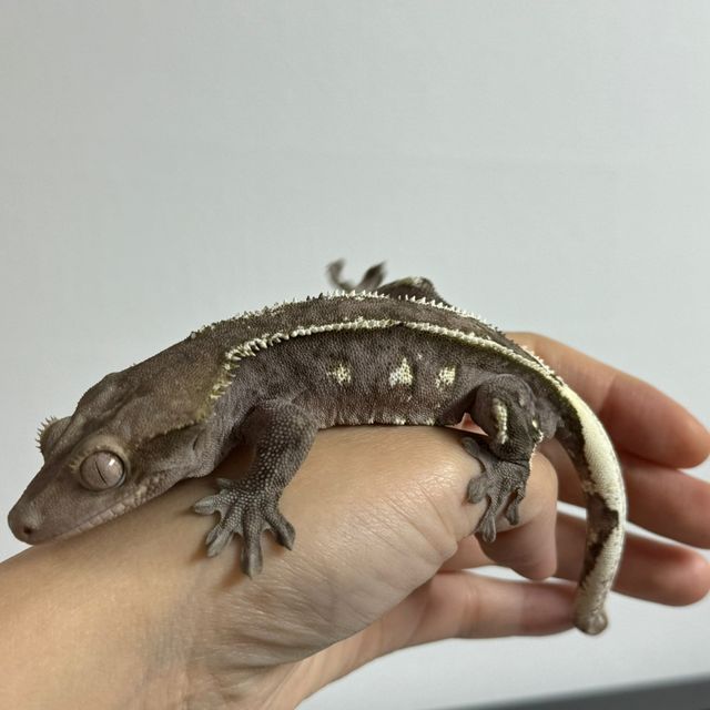 아잔틱