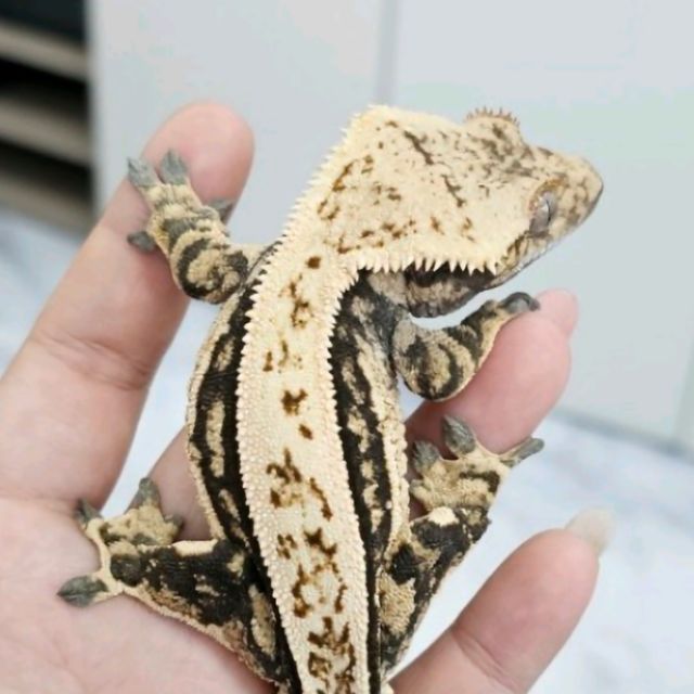 풀핀 쿼드