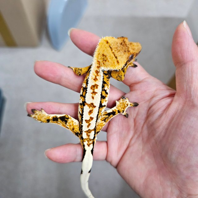 노멀 트라이 핀스트라이프 텐저린