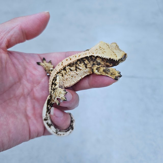 노멀 트라이 풀핀 화이트포트홀