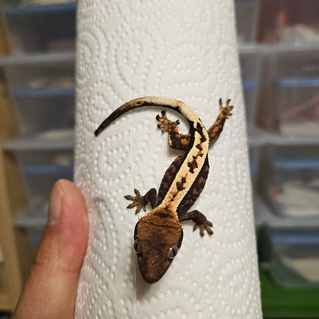 세이블