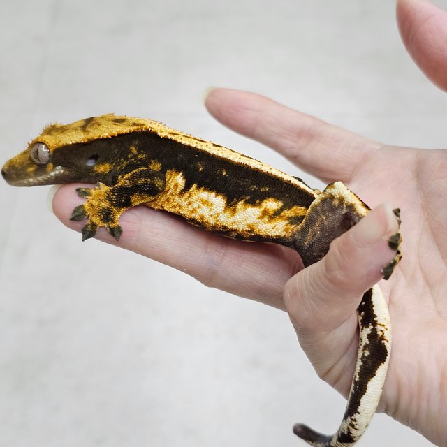 100%헷아잔틱 쿼드