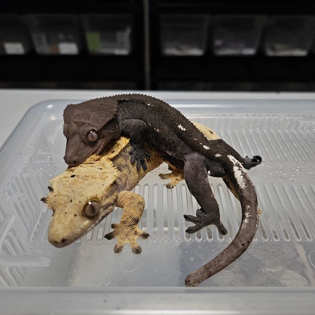 아잔틱