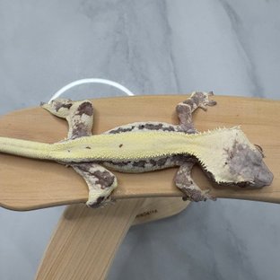 릴리 세이블 풀핀