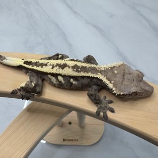 세이블 풀핀 슈퍼스트라이프