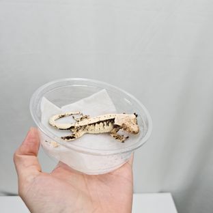 노멀 드리피 화이트