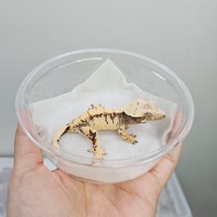 노멀 드리피