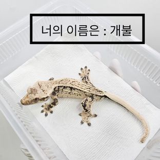 개불
