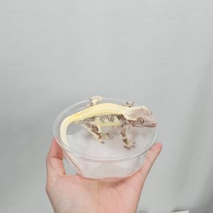 릴리 세이블