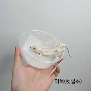 어묵(100헷릴리초초)