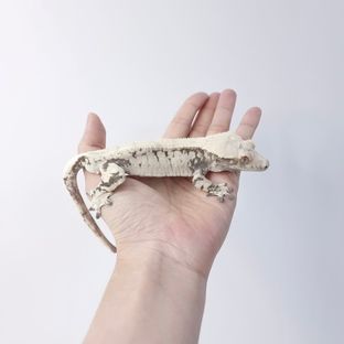 복어