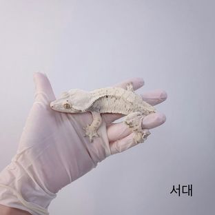 서대