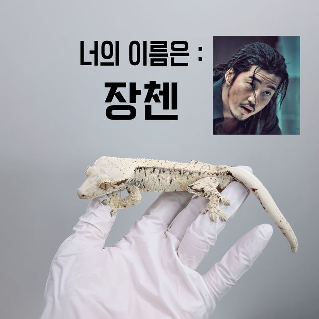 노멀