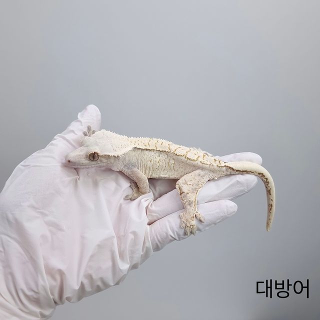 노멀