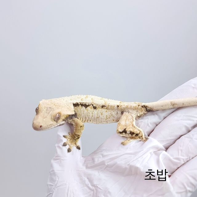 노멀