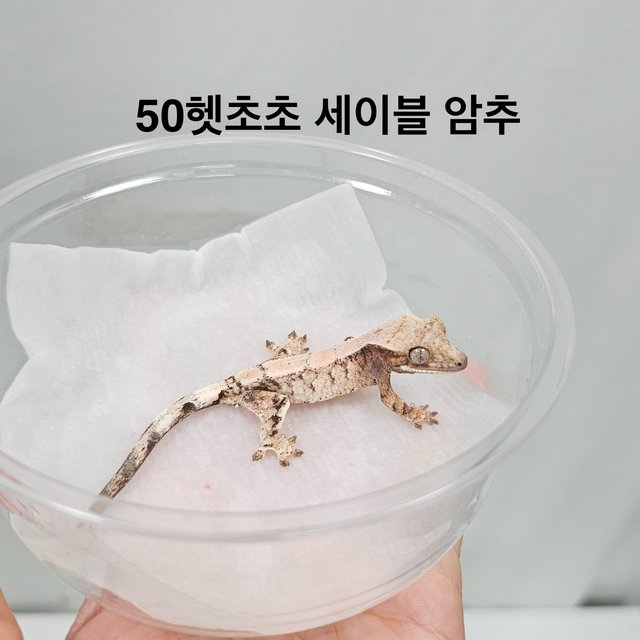 세이블
