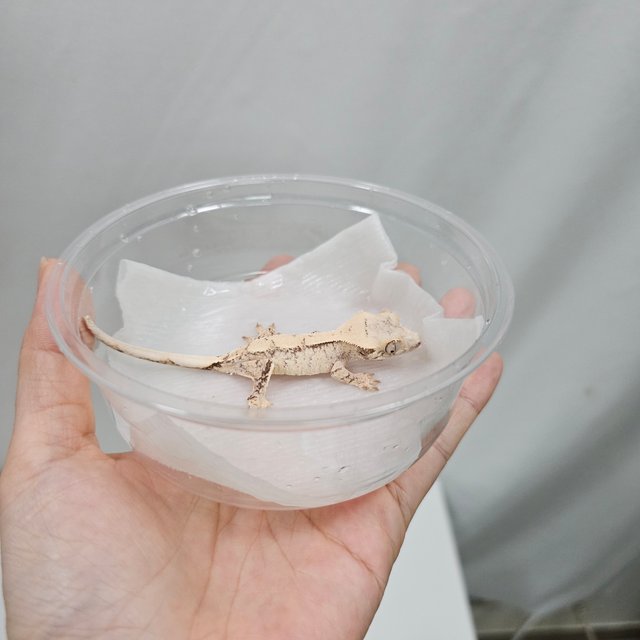 노멀 화이트 드리피