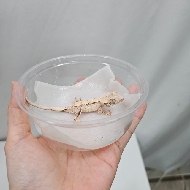 노멀 화이트 드리피