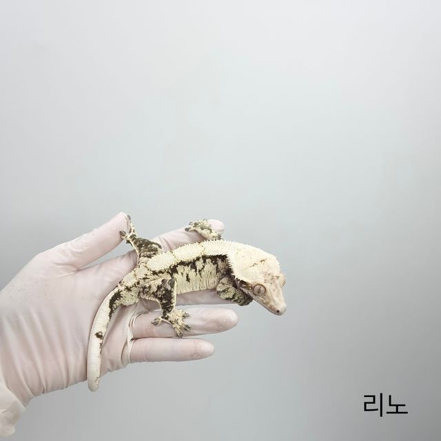 노멀