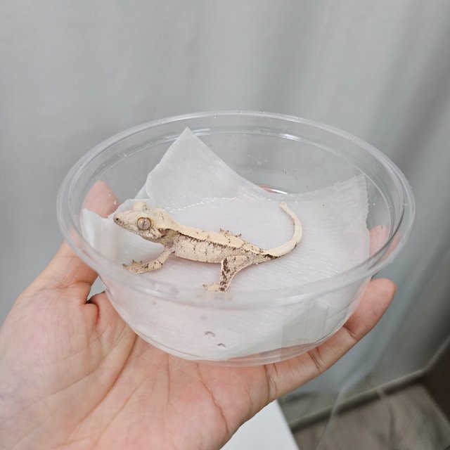 노멀 화이트 드리피