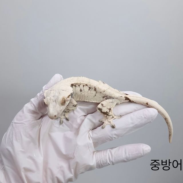노멀